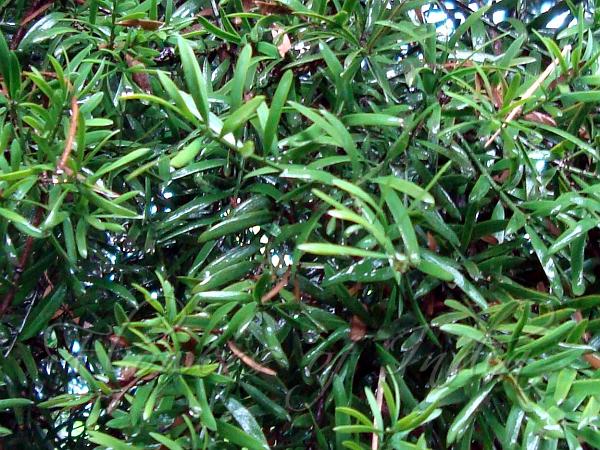 Fern Pine